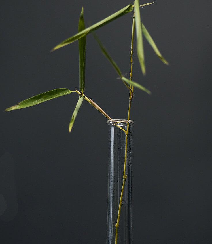 Japanese GY Transparent Glass Vase - mokupark.com